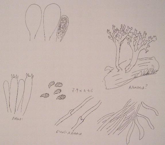 Ramaria clavarioides